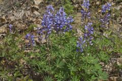 Wild Lupine, Lupinus perennis