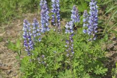 Wild Lupine, Lupinus perennis