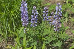 Wild Lupine, Lupinus perennis