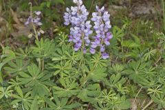 Wild Lupine, Lupinus perennis