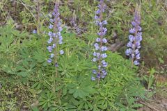 Wild Lupine, Lupinus perennis