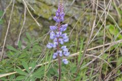 Wild Lupine, Lupinus perennis