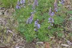 Wild Lupine, Lupinus perennis