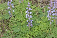 Wild Lupine, Lupinus perennis