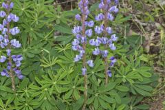 Wild Lupine, Lupinus perennis