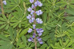 Wild Lupine, Lupinus perennis