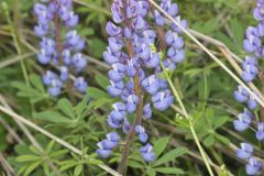 Wild Lupine, Lupinus perennis