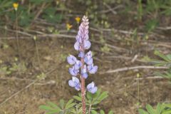 Wild Lupine, Lupinus perennis