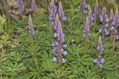 Wild Lupine, Lupinus perennis