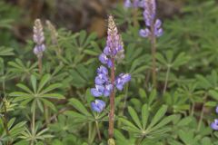 Wild Lupine, Lupinus perennis