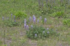 Wild Lupine, Lupinus perennis