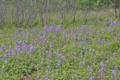 Wild Lupine, Lupinus perennis