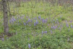 Wild Lupine, Lupinus perennis