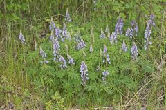 Wild Lupine, Lupinus perennis