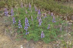 Wild Lupine, Lupinus perennis