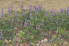 Wild Lupine, Lupinus perennis