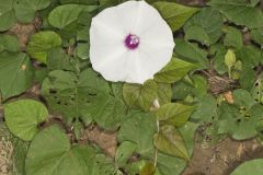 Wild Potato Vine, Ipomoea pandurata