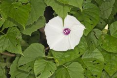 Wild Potato Vine, Ipomoea pandurata