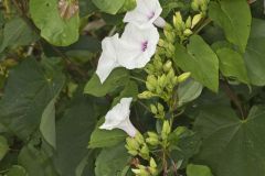 Wild Potato Vine, Ipomoea pandurata