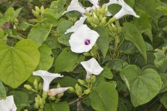 Wild Potato Vine, Ipomoea pandurata