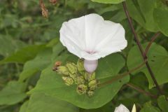 Wild Potato Vine, Ipomoea pandurata