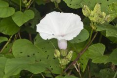 Wild Potato Vine, Ipomoea pandurata