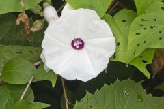 Wild Potato Vine, Ipomoea pandurata