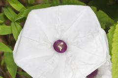 Wild Potato Vine, Ipomoea pandurata