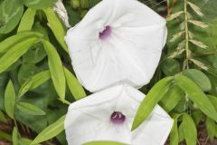 Wild Potato Vine, Ipomoea pandurata