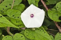 Wild Potato Vine, Ipomoea pandurata