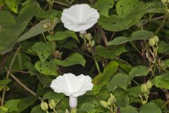 Wild Potato Vine, Ipomoea pandurata