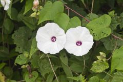 Wild Potato Vine, Ipomoea pandurata