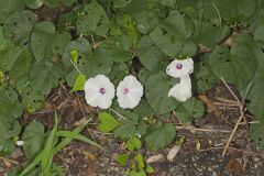 Wild Potato Vine, Ipomoea pandurata