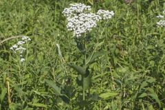 Wild Quinine, Parthenium integrifolium