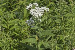 Wild Quinine, Parthenium integrifolium