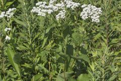 Wild Quinine, Parthenium integrifolium