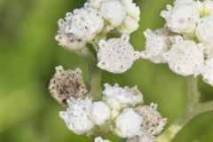 Wild Quinine, Parthenium integrifolium