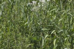 Wild Quinine, Parthenium integrifolium