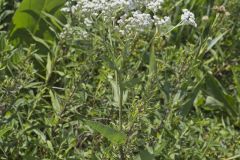 Wild Quinine, Parthenium integrifolium