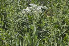 Wild Quinine, Parthenium integrifolium