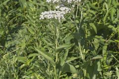 Wild Quinine, Parthenium integrifolium