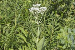 Wild Quinine, Parthenium integrifolium