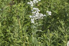 Wild Quinine, Parthenium integrifolium