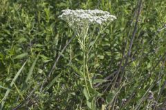 Wild Quinine, Parthenium integrifolium