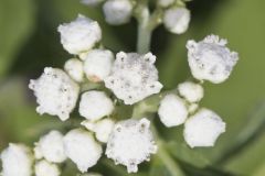 Wild Quinine, Parthenium integrifolium