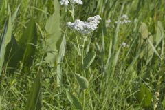 Wild Quinine, Parthenium integrifolium