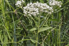 Wild Quinine, Parthenium integrifolium