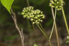 Wild Sarsaparilla, Aralia nudicaulis