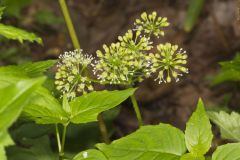 Wild Sarsaparilla, Aralia nudicaulis