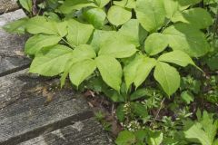 Wild Sarsaparilla, Aralia nudicaulis